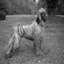 Afghan hound