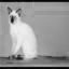 Tonkinese