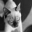 Tonkinese