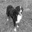 Berner Sennenhund