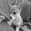 Welsh Corgi