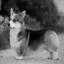 Welsh Corgi