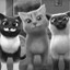 Cat squad