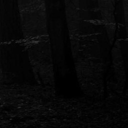 the path 20