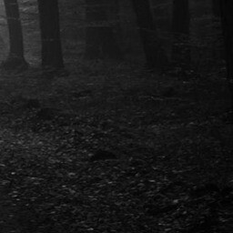 the path 19