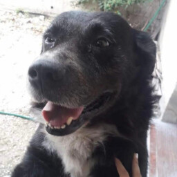 Blacky