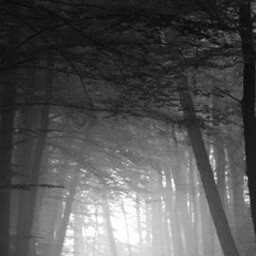 the path 11