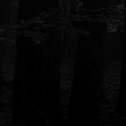 the path 15