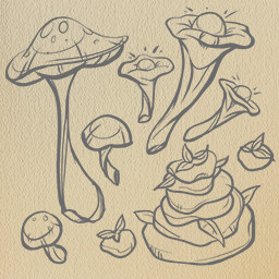 Master Of Mushrooms