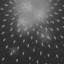 Bullet hell