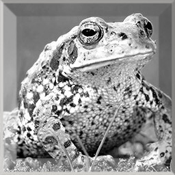 Frog Friend