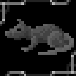 Sewer Rat