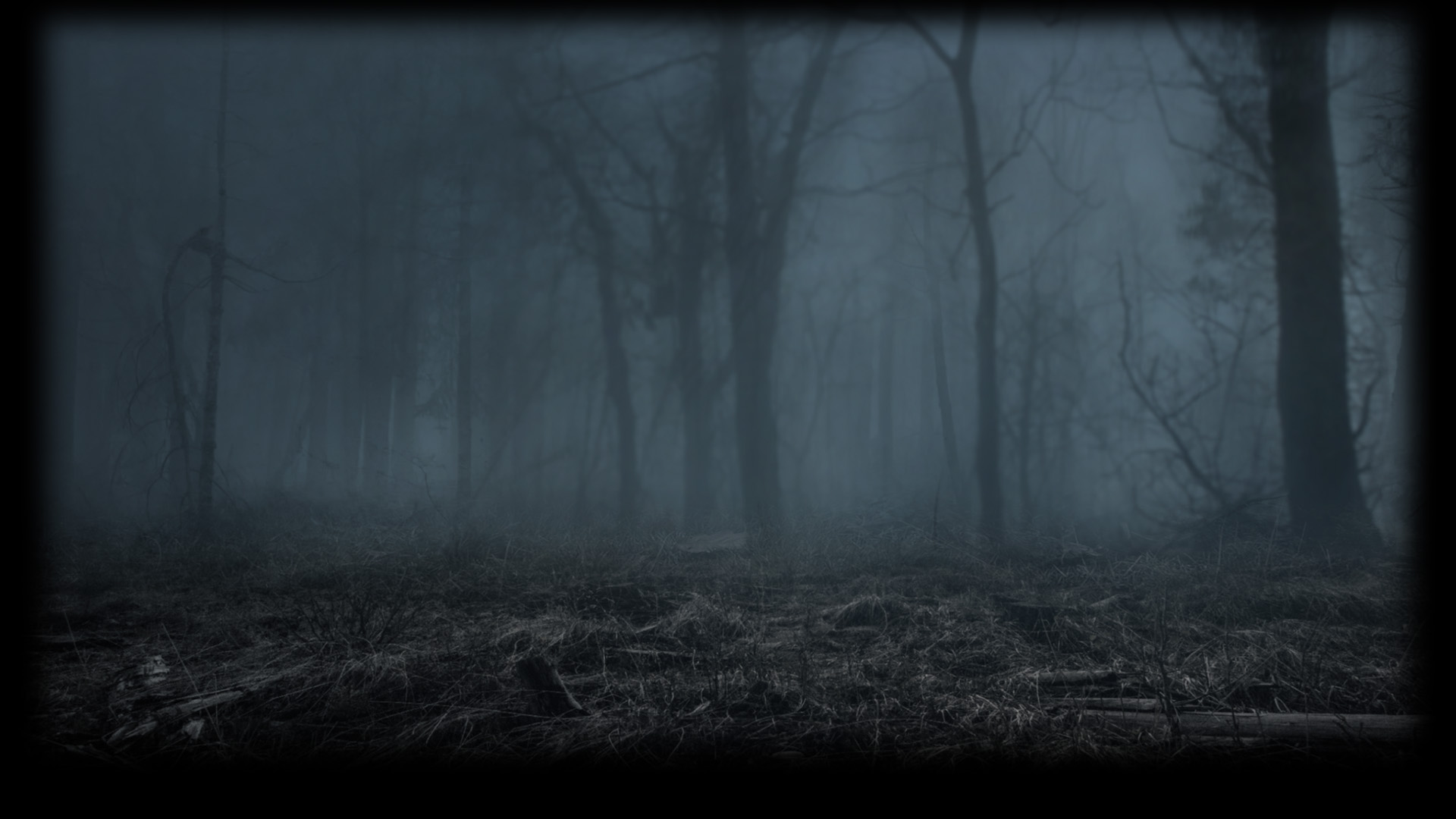 A dark foggy forest