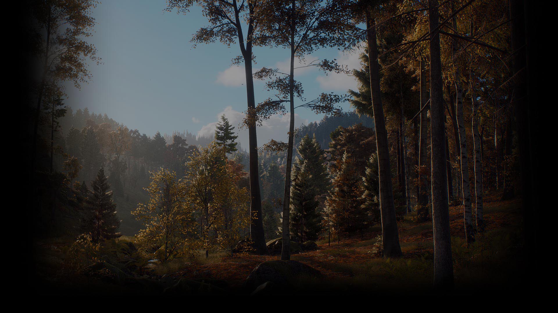 Forest