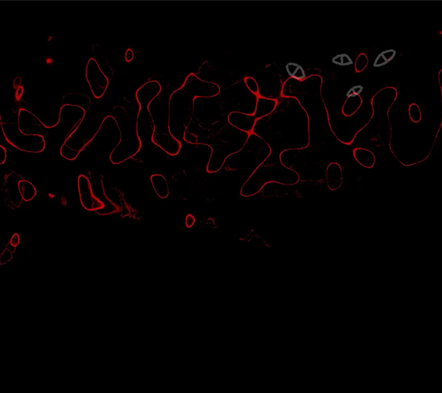 Small Goop Background