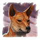 Series 1 - Dingo Elysium