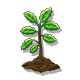 Series 1 - Oak Seedling