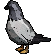 :yazs_pigeon: