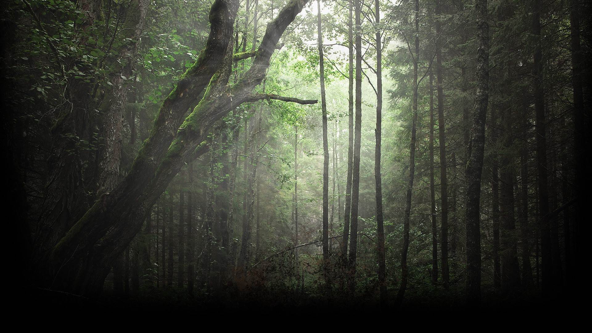 Spintires Background #6