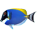 :bluetang: