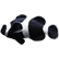 :blackclownfish: