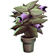 :atropabelladonna: