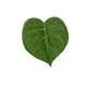 Series 1 - Baby Monstera