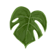 Series 1 - Medium Monstera