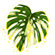 Series 1 - Variegated Monstera