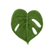Series 1 - Tiny Monstera