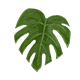 Series 1 - Big Monstera