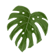 Series 1 - Huge Monstera
