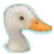 :Duckie: