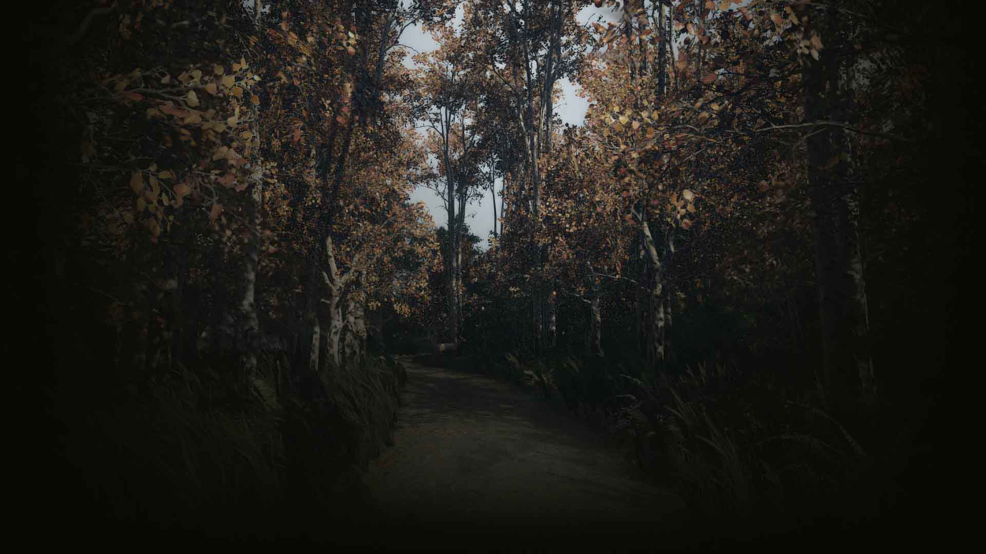 summer forest