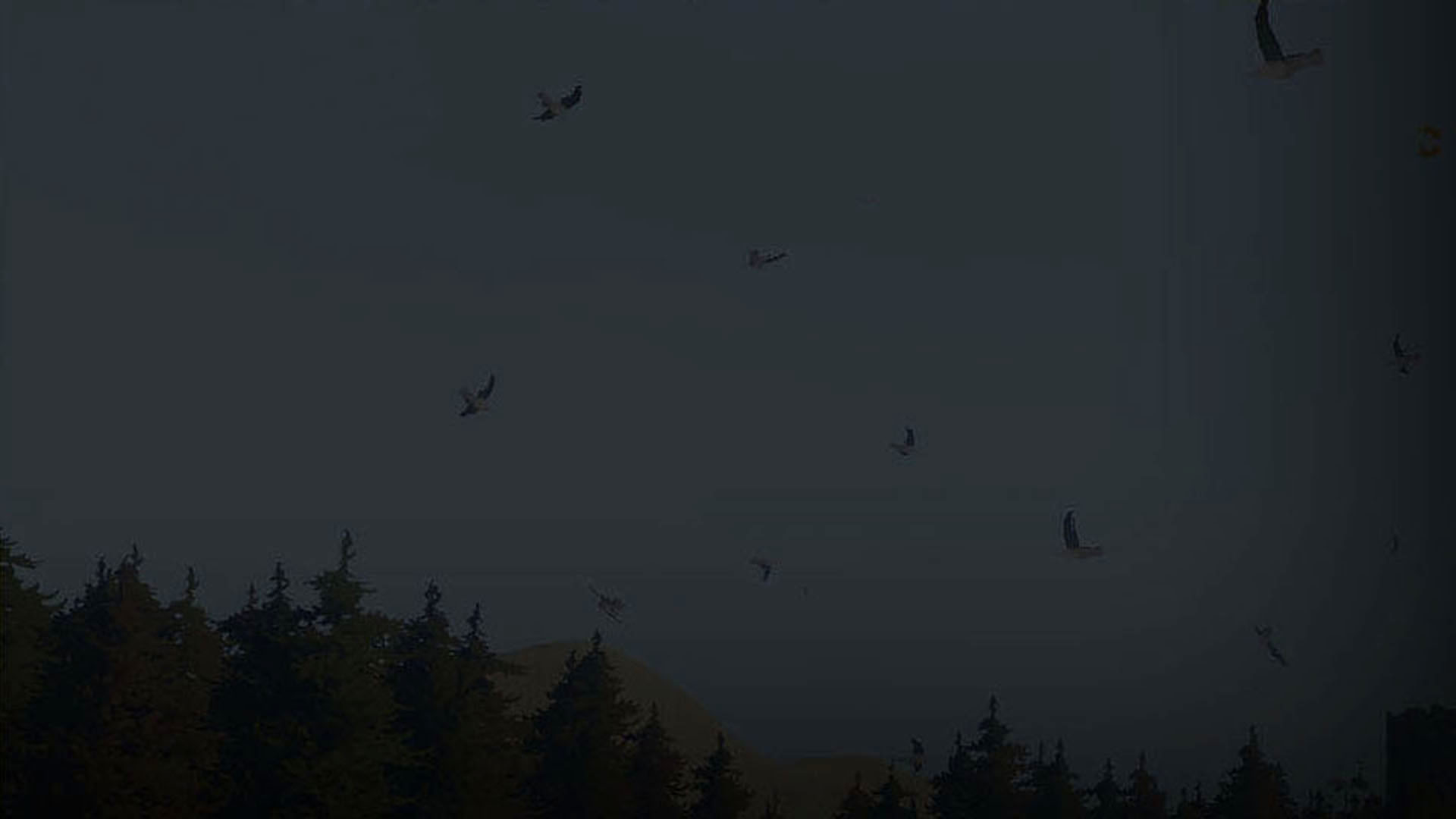 forest