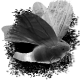 Series 1 - Butterfly