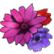 :Caligula_Flower: