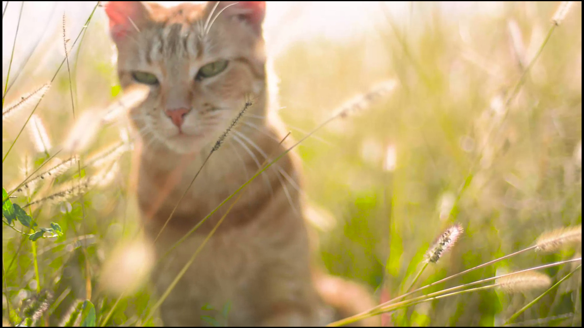 FireFly screenshot 27