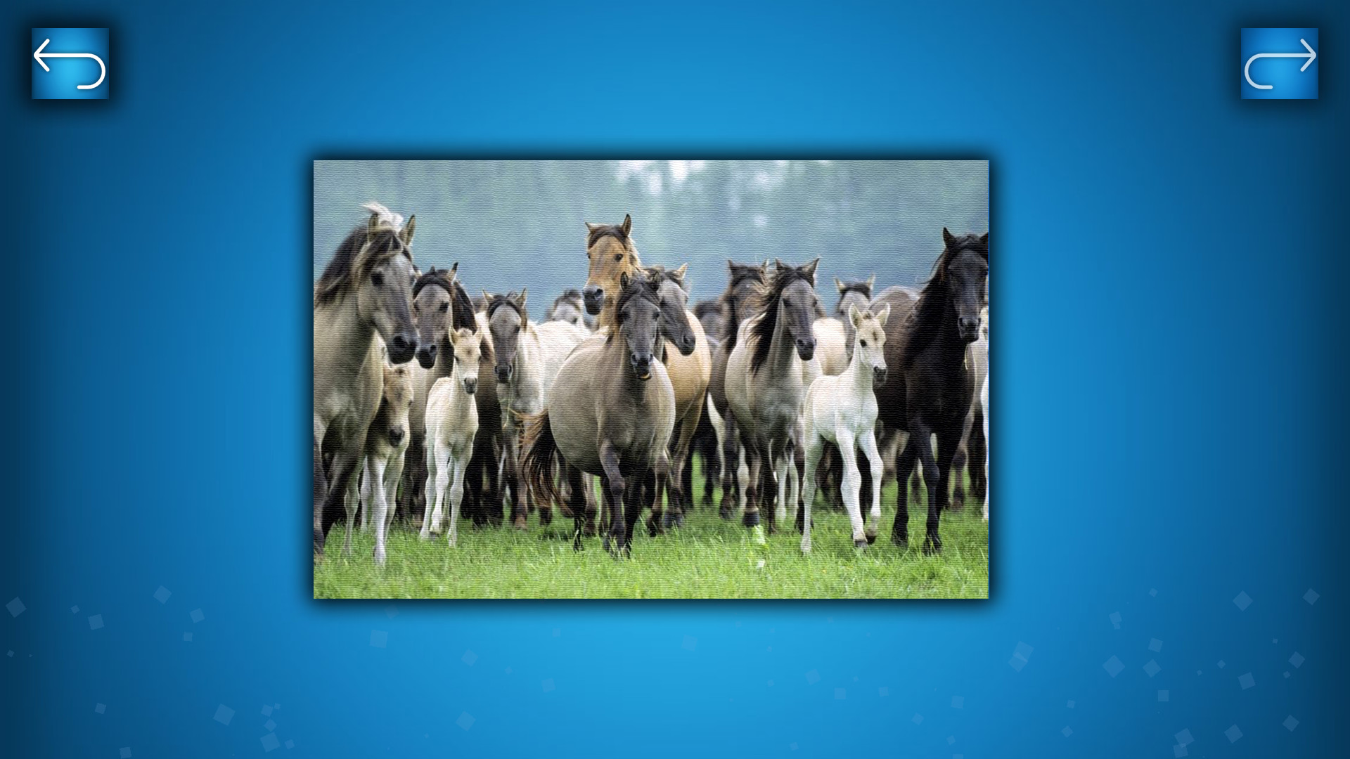 PUZZLE: ANIMALS screenshot 4