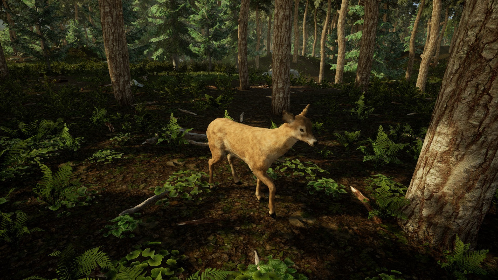 Animal Doctor screenshot 12