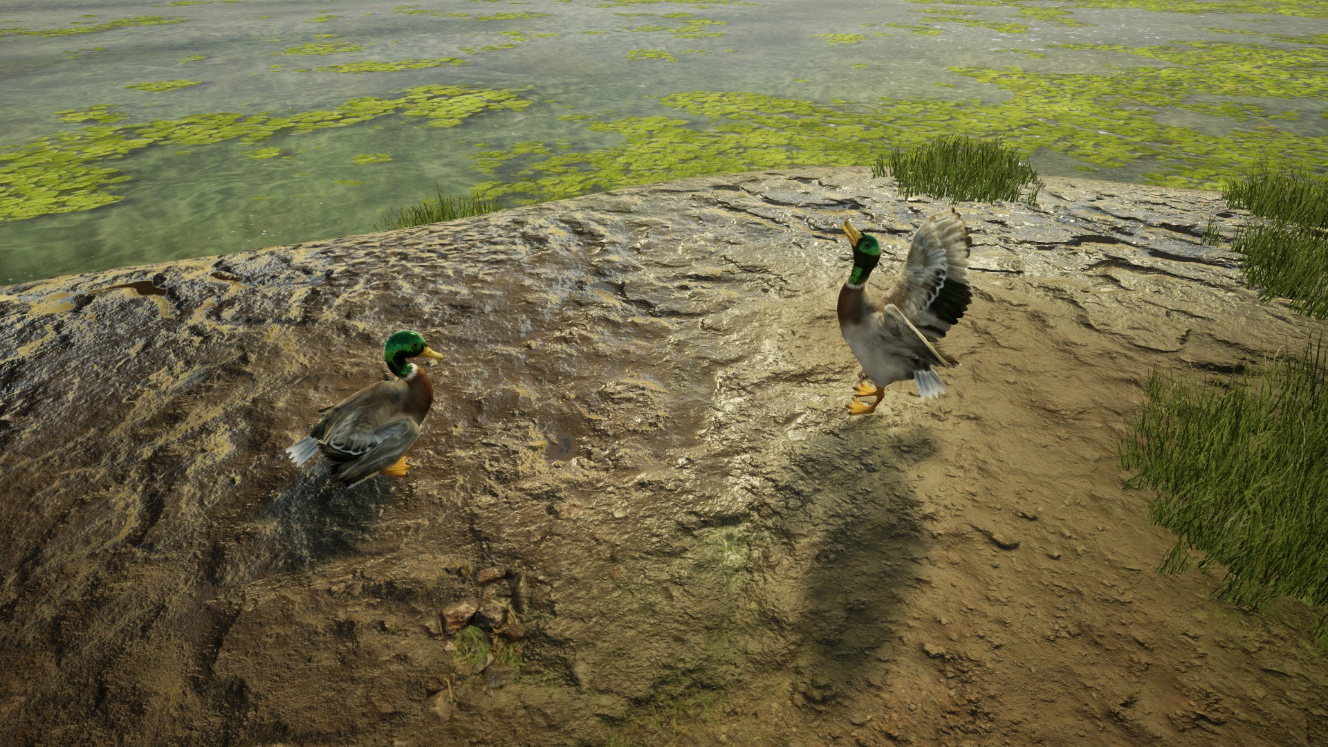 Animal Doctor screenshot 5