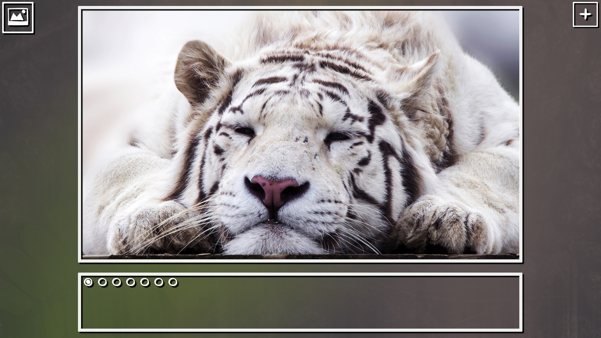 Super Jigsaw Puzzle: Generations - Big Cats Puzzles screenshot 5