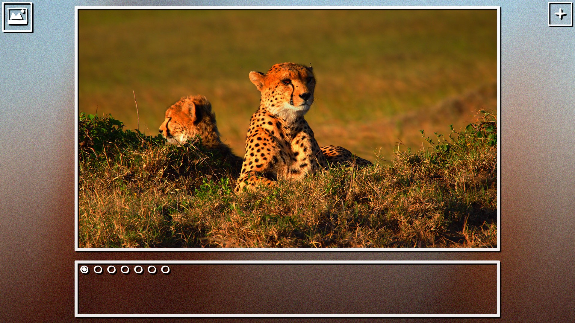 Super Jigsaw Puzzle: Generations - Big Cats Puzzles screenshot 7