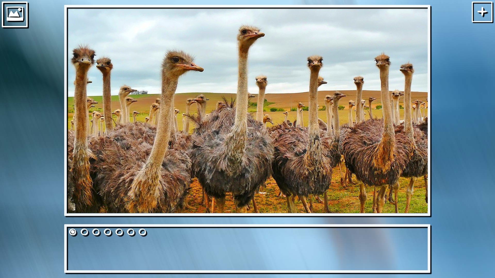 Super Jigsaw Puzzle: Generations - Birds Puzzles screenshot 8