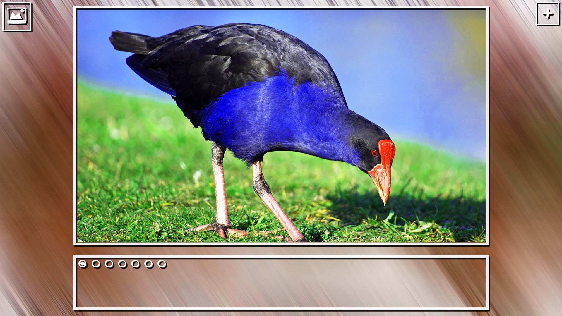 Super Jigsaw Puzzle: Generations - Birds Puzzles screenshot 13