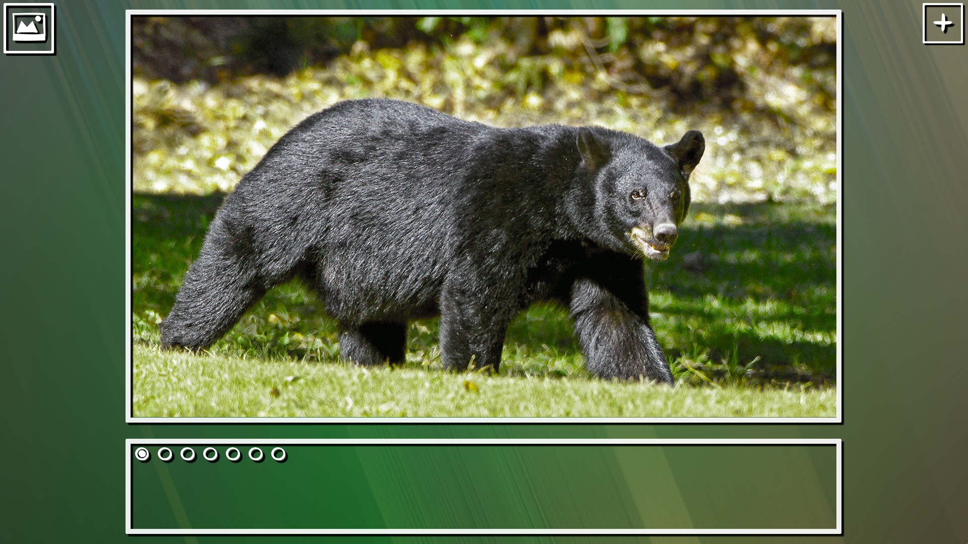 Super Jigsaw Puzzle: Generations - Bears Puzzles screenshot 8