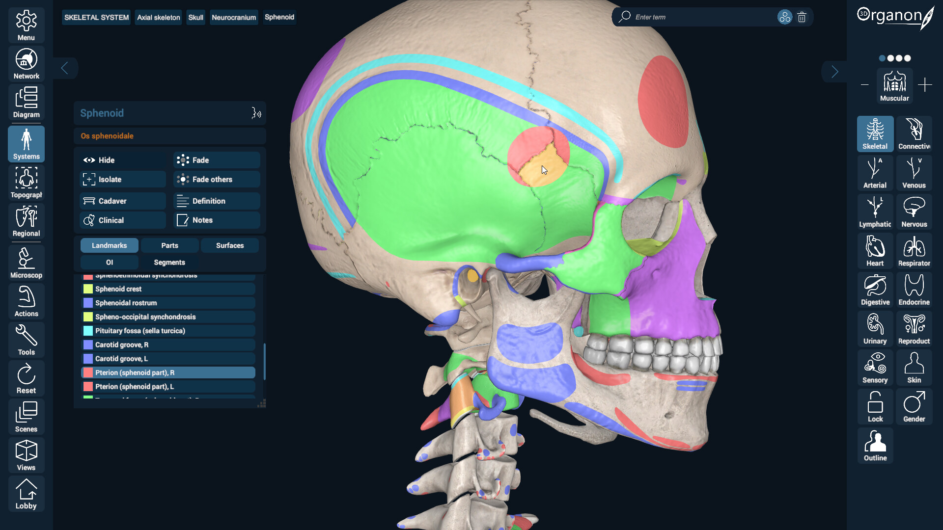 3D Organon screenshot 2