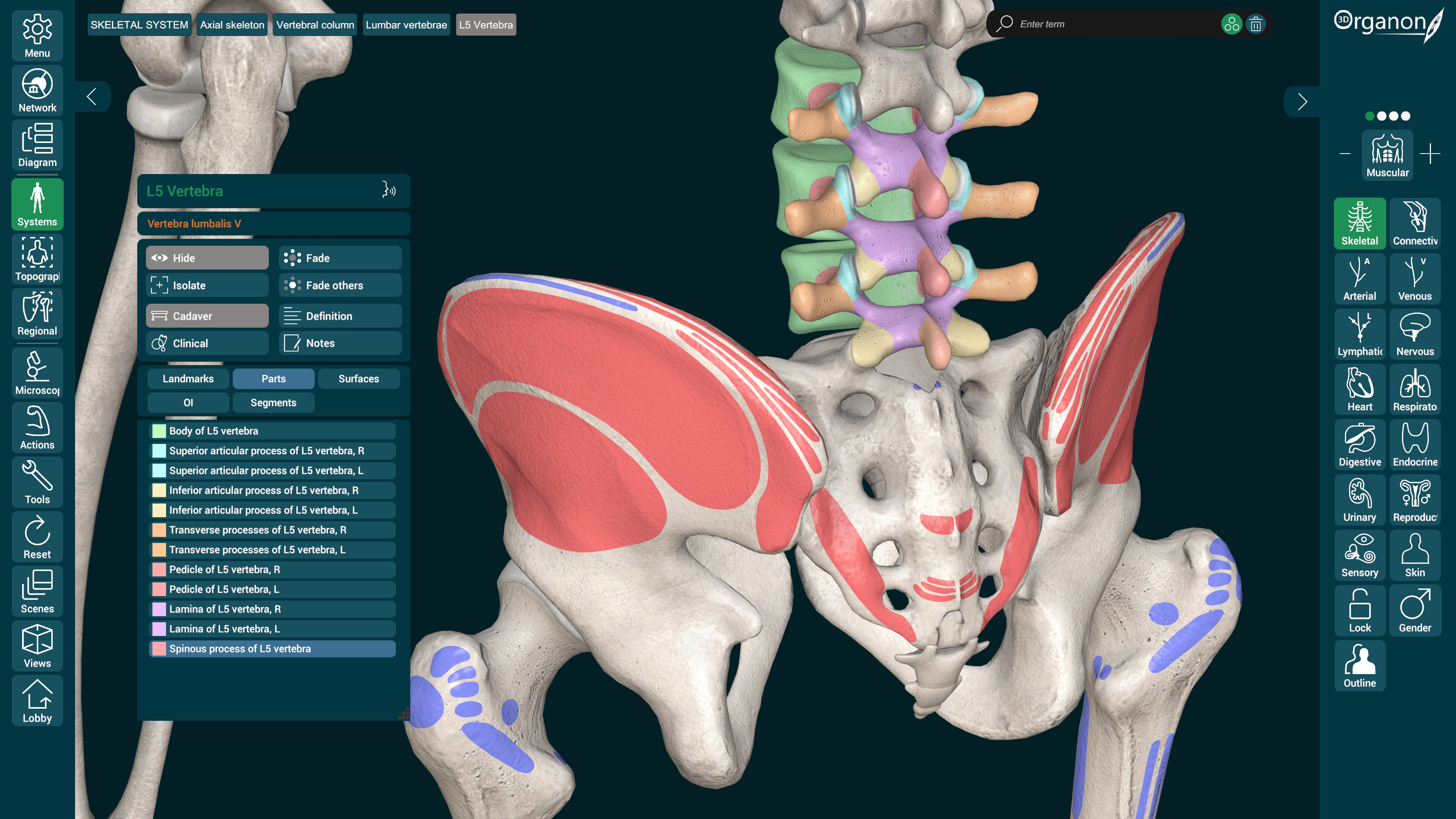 3D Organon screenshot 9