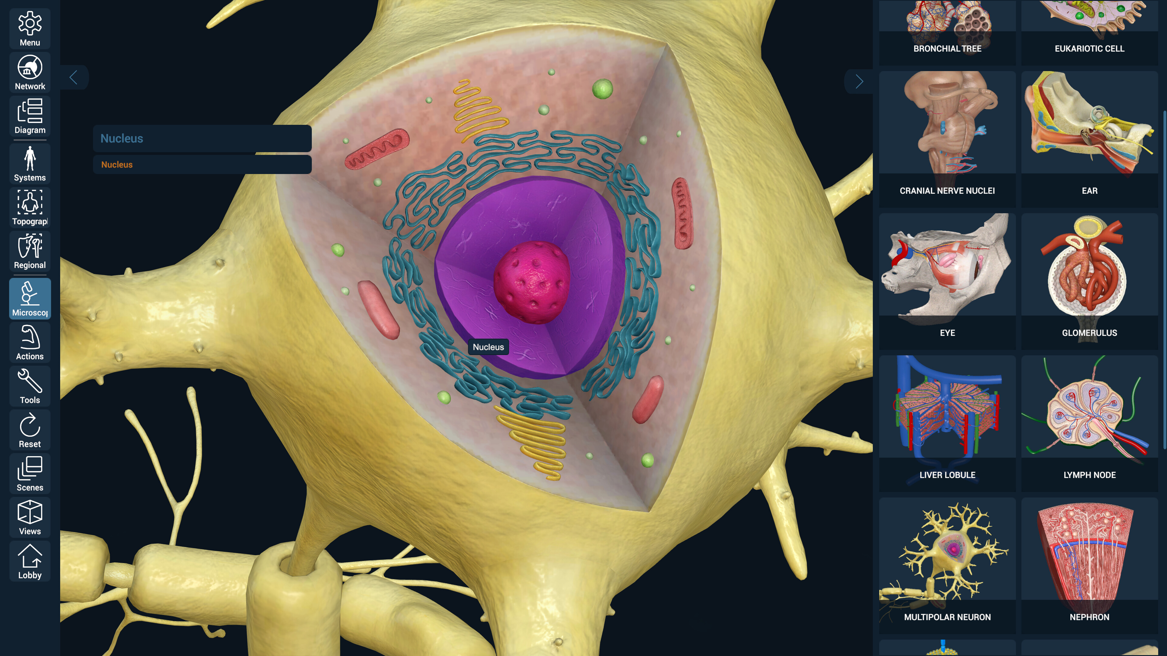 3D Organon screenshot 4