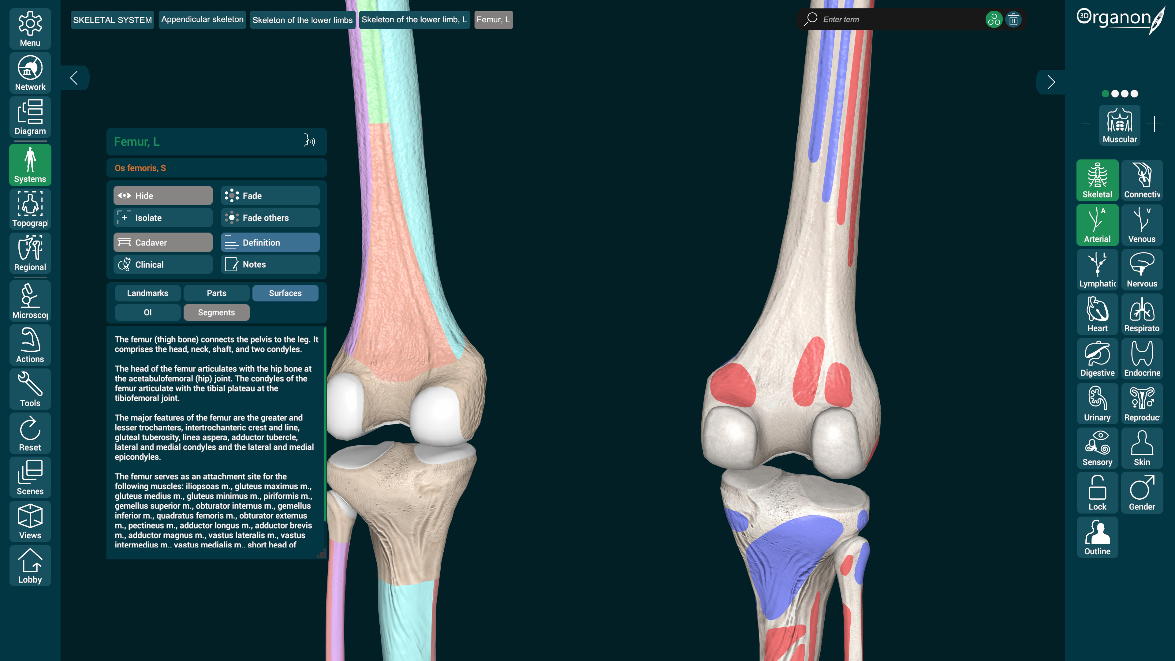 3D Organon screenshot 6